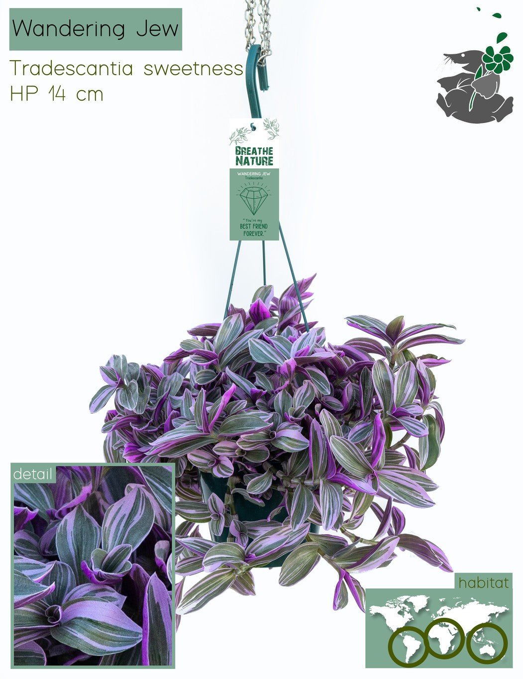 Tradescancia 14cm Hanging Mix - Hanging The Horti House