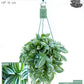 Tradescancia 14cm Hanging Mix - Hanging The Horti House
