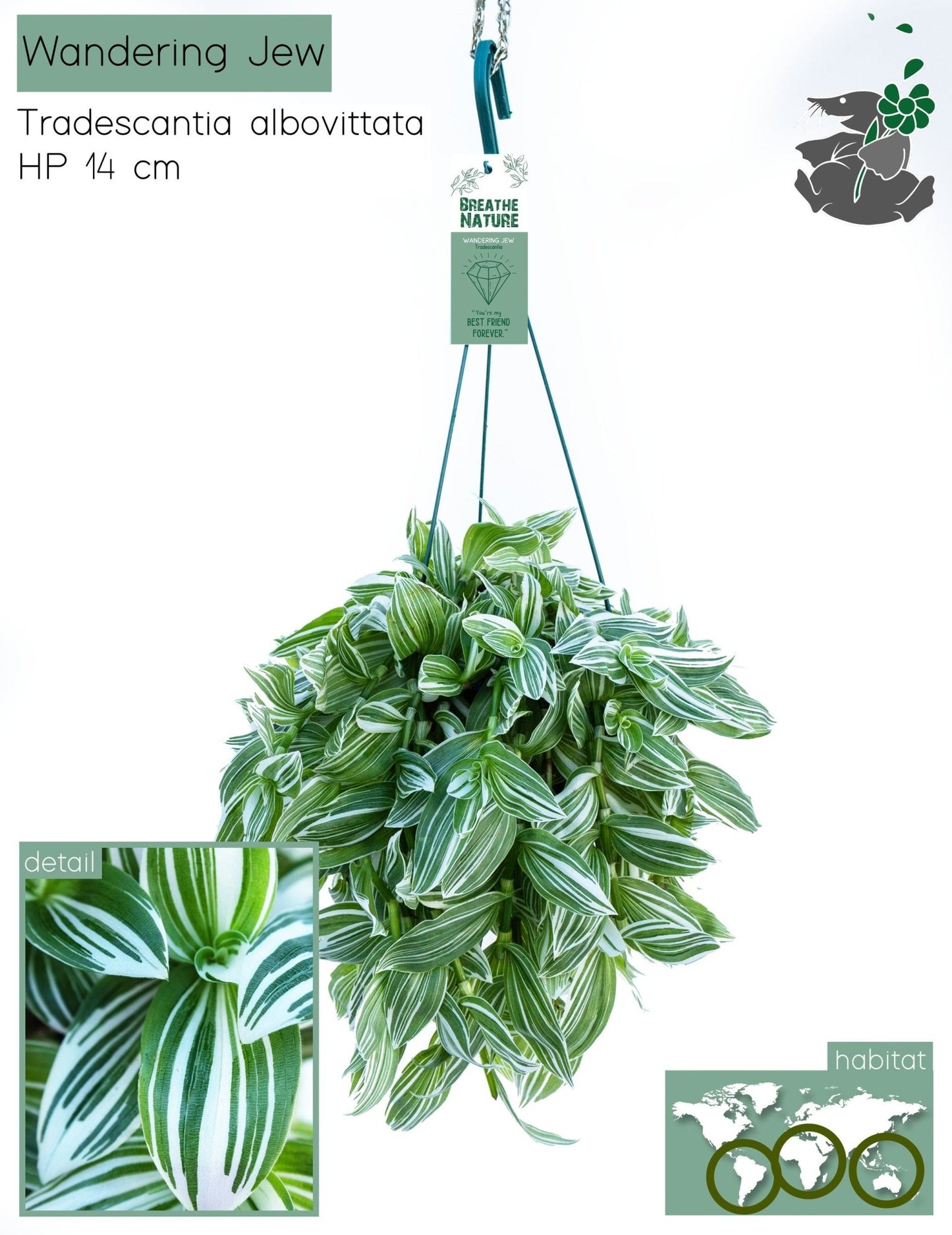 Tradescancia 14cm Hanging Mix - Hanging The Horti House