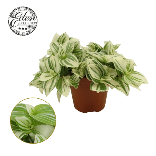 Tradescantia 12cm Brightness - Green Plant The Horti House