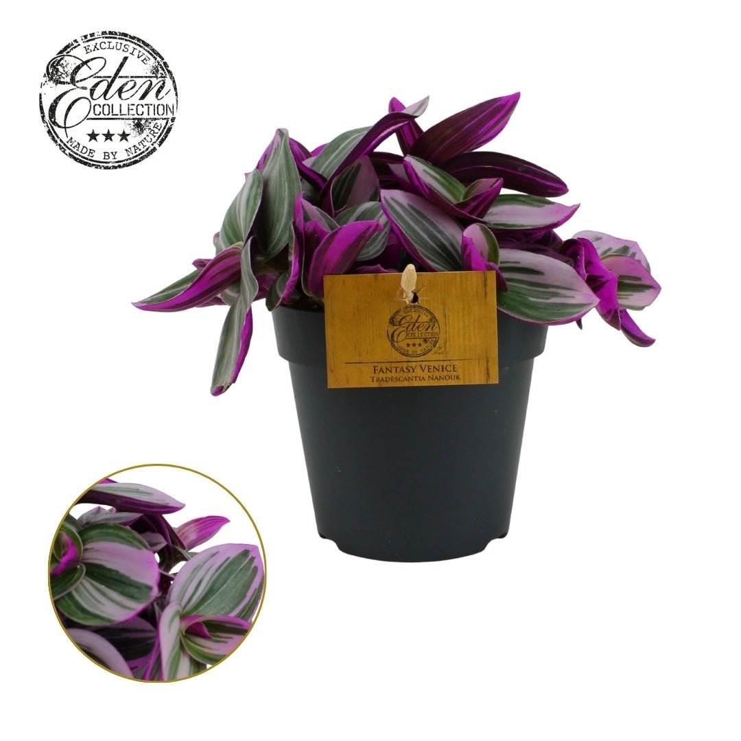 Tradescantia 12cm Nanouk - Green Plant The Horti House