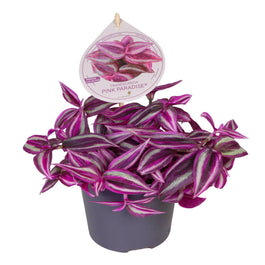 Tradescantia 12cm Paradise Pink - Green Plant The Horti House