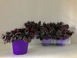 Tradescantia 12cm Purple Passion - Green Plant The Horti House