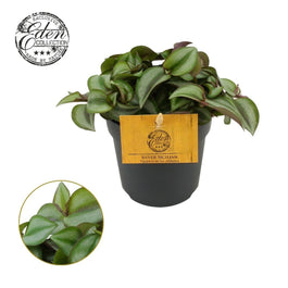 Tradescantia 12cm Zebrina - Green Plant The Horti House