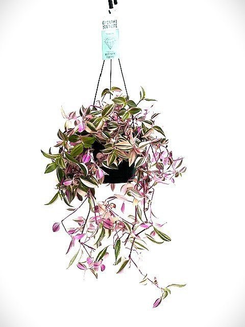 Tradescantia 14cm Tricolor Hanging - Hanging The Horti House