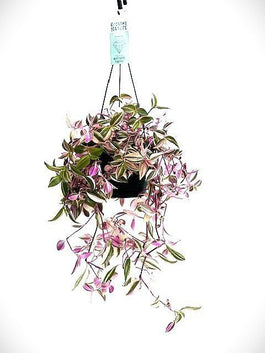 Tradescantia 14cm Tricolor Hanging - Hanging The Horti House