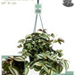 Tradescantia 14cm Zebrina - Hanging The Horti House