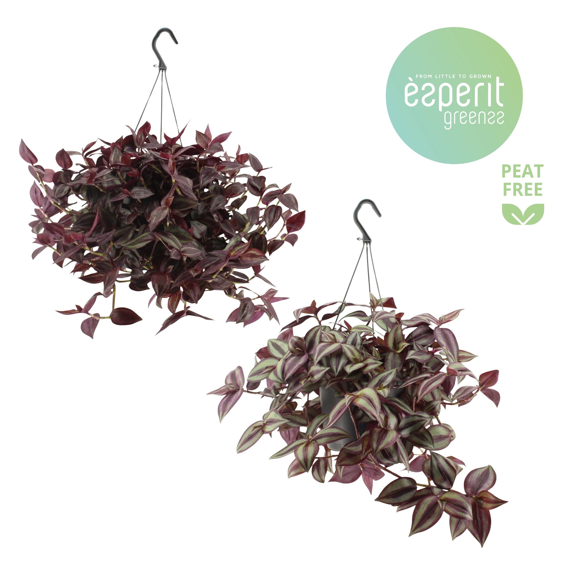 Tradescantia 17cm Hanging Mix - Green Plant The Horti House