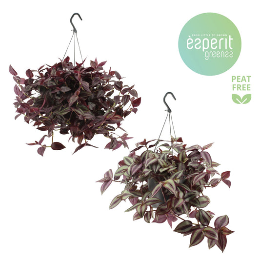 Tradescantia 17cm Hanging Mix - Green Plant The Horti House