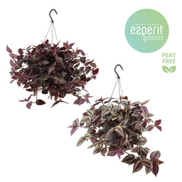 Tradescantia 17cm Hanging Mix - Green Plant The Horti House