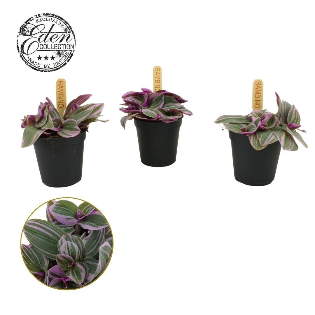 Tradescantia 5.5cm Sweetness - Green Plant The Horti House