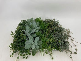 Tradescantia 6cm Mix - Green Plant The Horti House