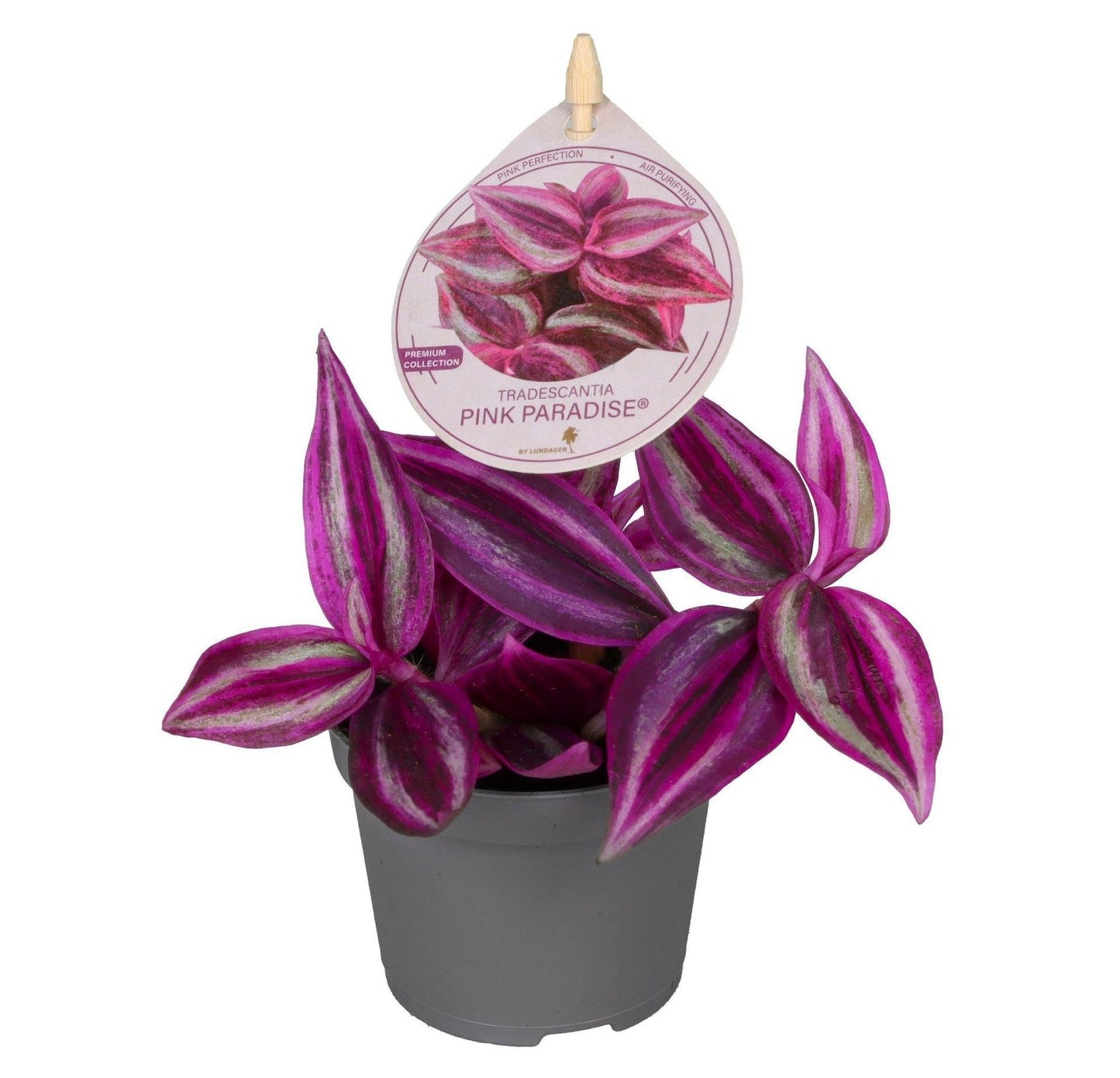 Tradescantia 6cm Pink Paradise - Green Plant The Horti House