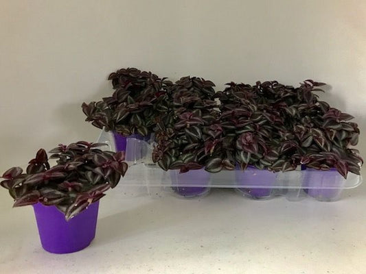 Tradescantia 7cm Purple Passion - Green Plant The Horti House