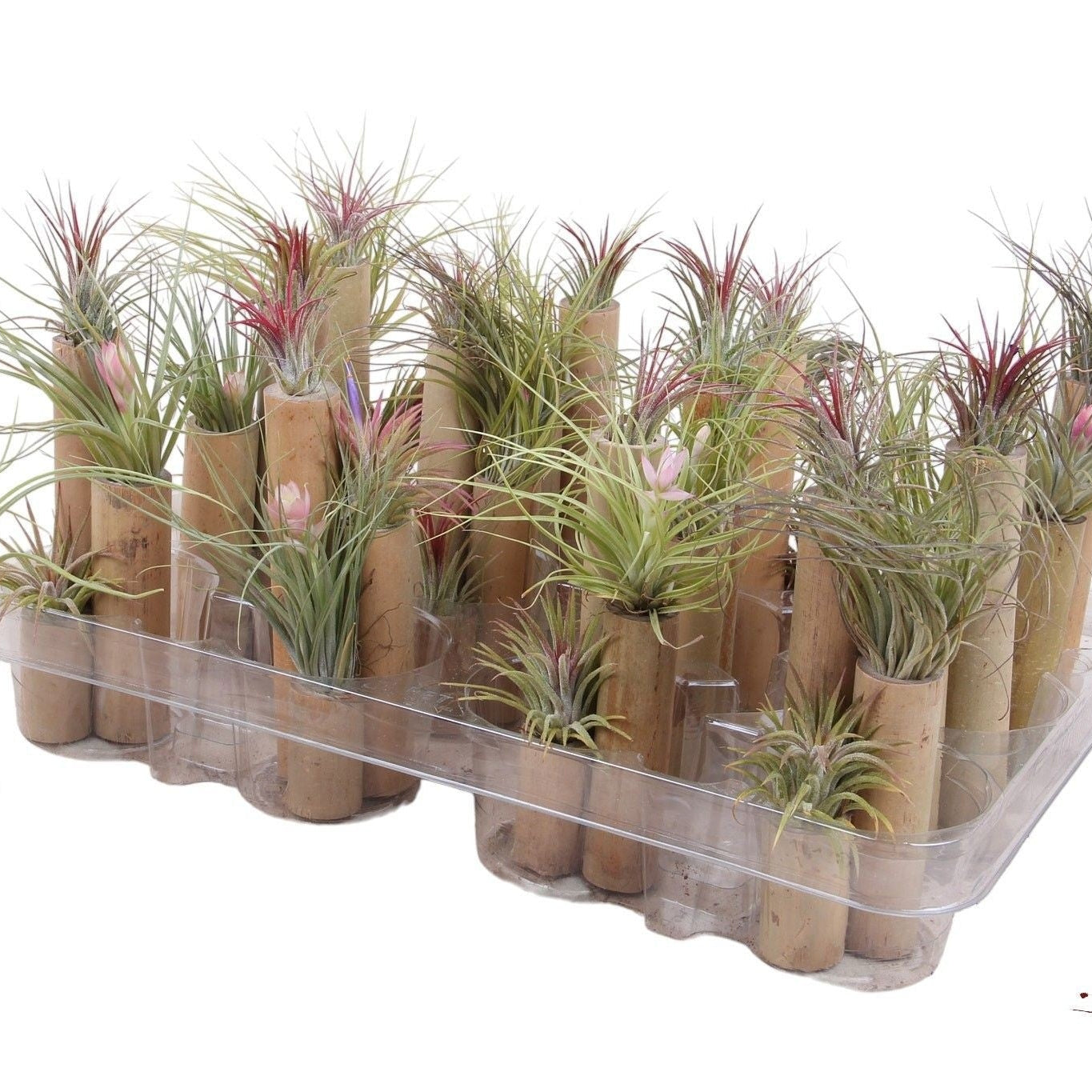 Trio Air Plant - Airplants The Horti House