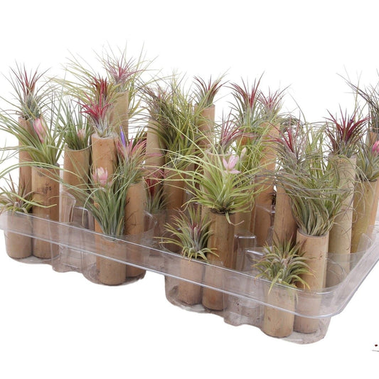 Trio Air Plant - Airplants The Horti House