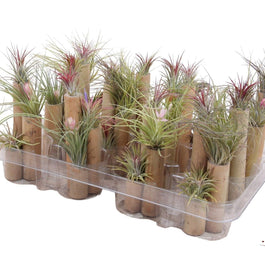 Trio Air Plant - Airplants The Horti House
