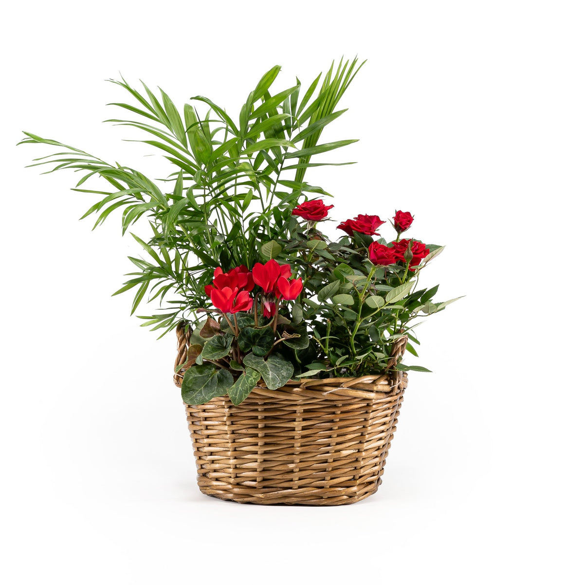 Trio Festive 20cm Basket - Planted Arrangements The Horti House