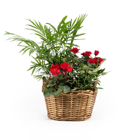 Trio Festive 20cm Basket - Planted Arrangements The Horti House
