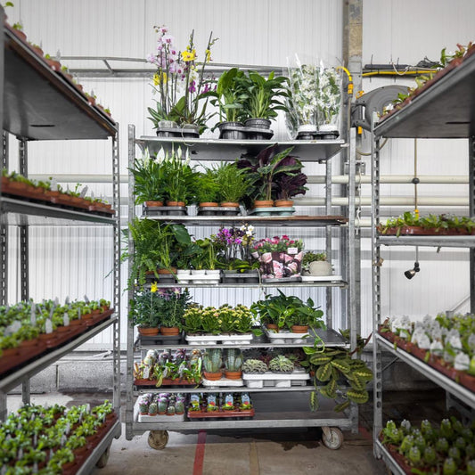 Bank Holiday Trolley Offer - Trolley Deal The Horti House