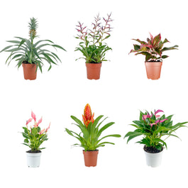 Unusual Plant Mix - Mix The Horti House