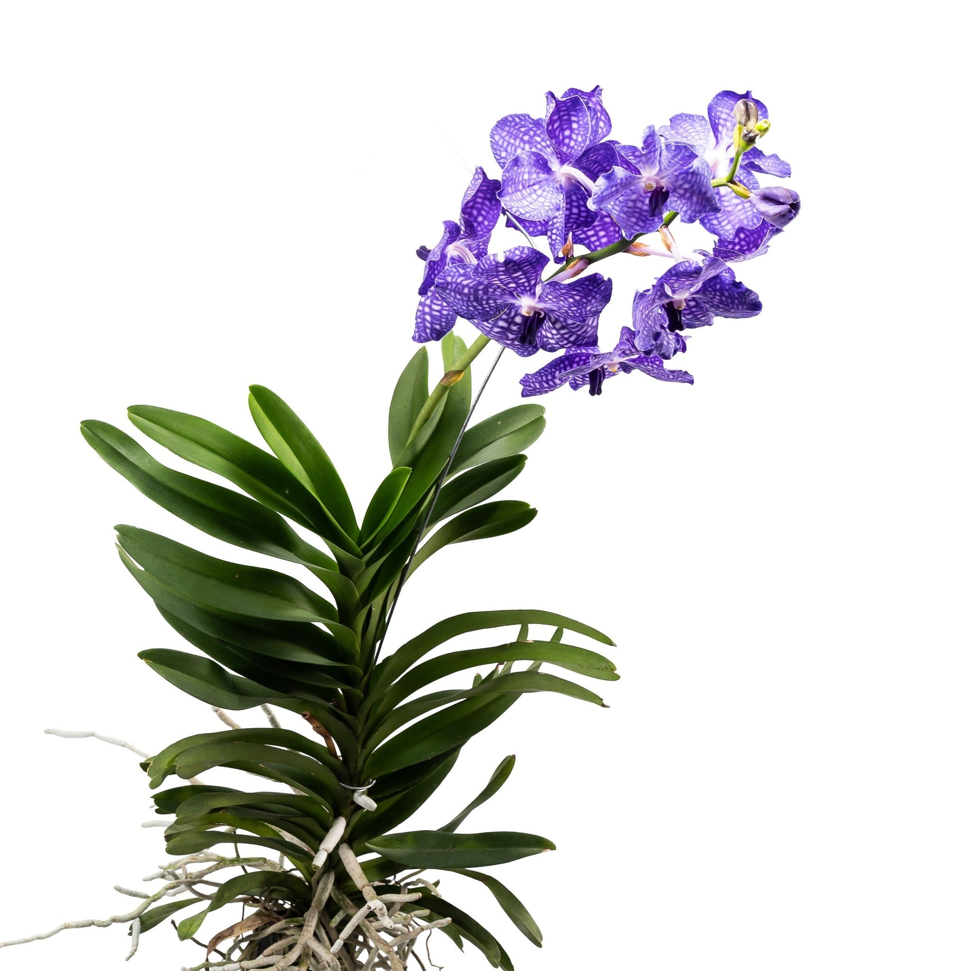 Vanda 30cm Orchid Mix - Orchid The Horti House