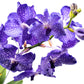 Vanda 30cm Orchid Mix - Orchid The Horti House