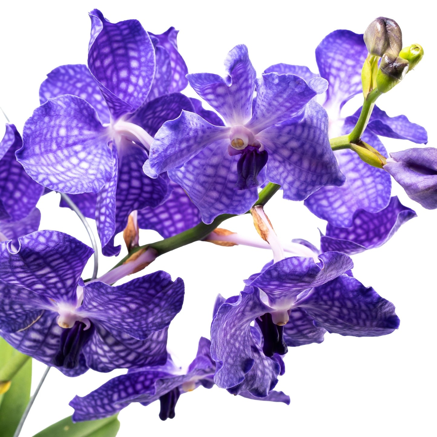 Vanda 30cm Orchid Mix - Orchid The Horti House