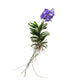 Vanda 30cm Orchid Mix - Orchid The Horti House