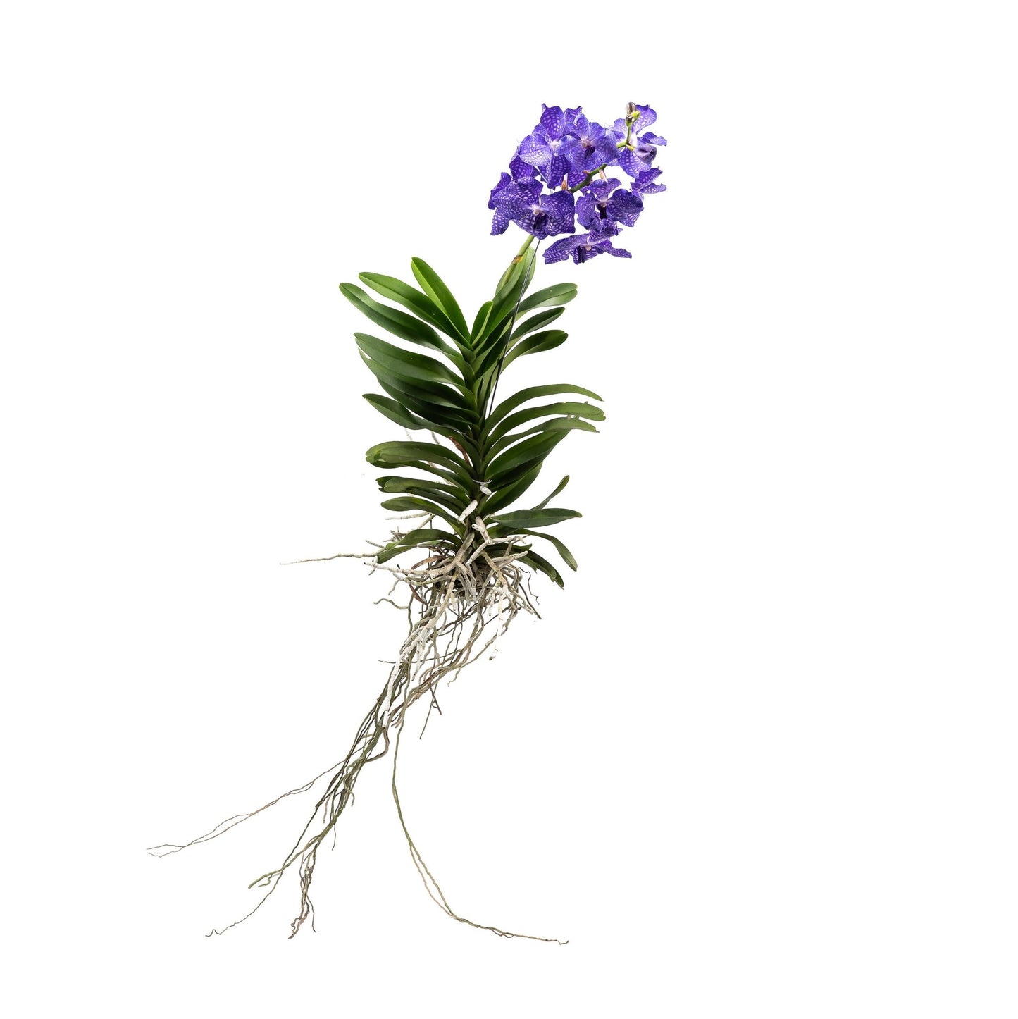 Vanda 30cm Orchid Mix - Orchid The Horti House