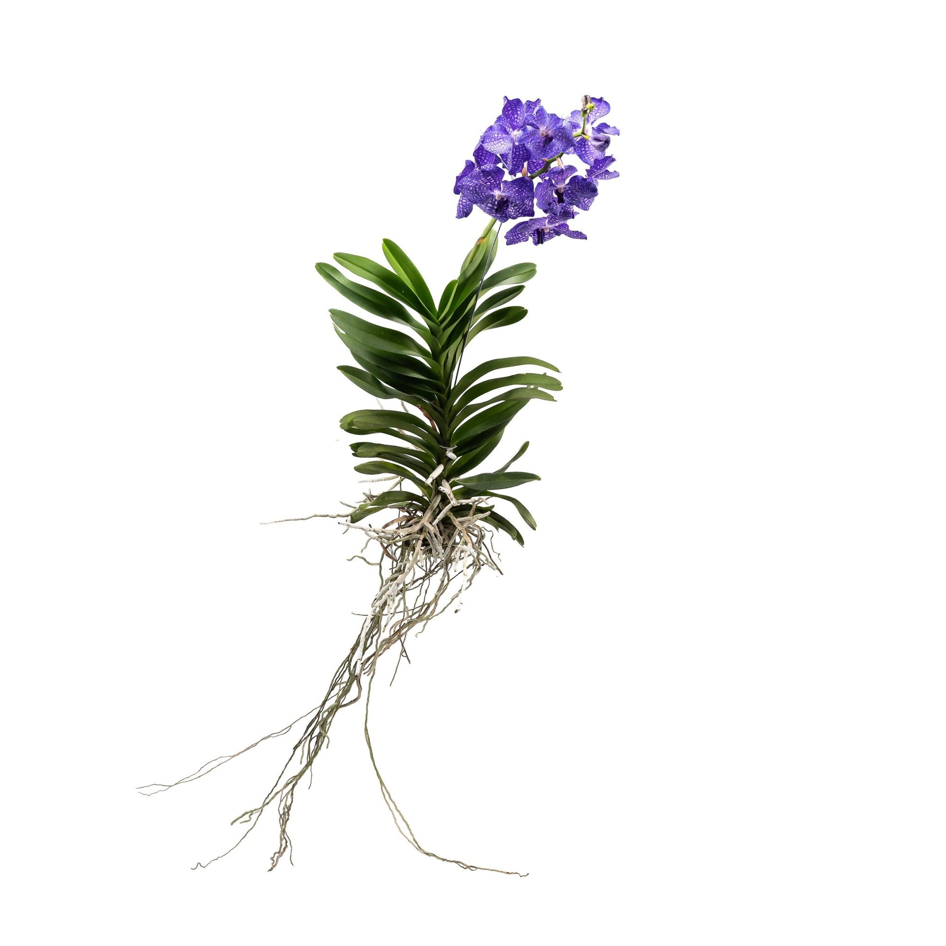 Vanda 30cm Orchid Mix - Orchid The Horti House