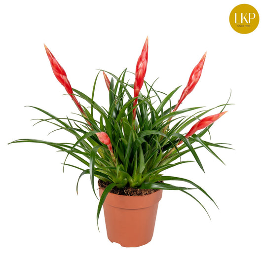Vriesea 12cm Astrid - Flowering The Horti House