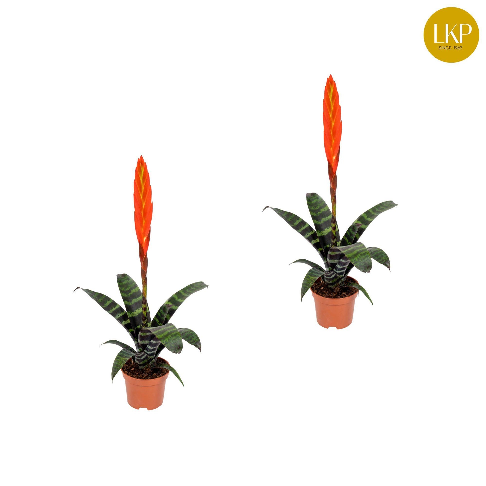 Vriesea 9cm Era - Flowering The Horti House