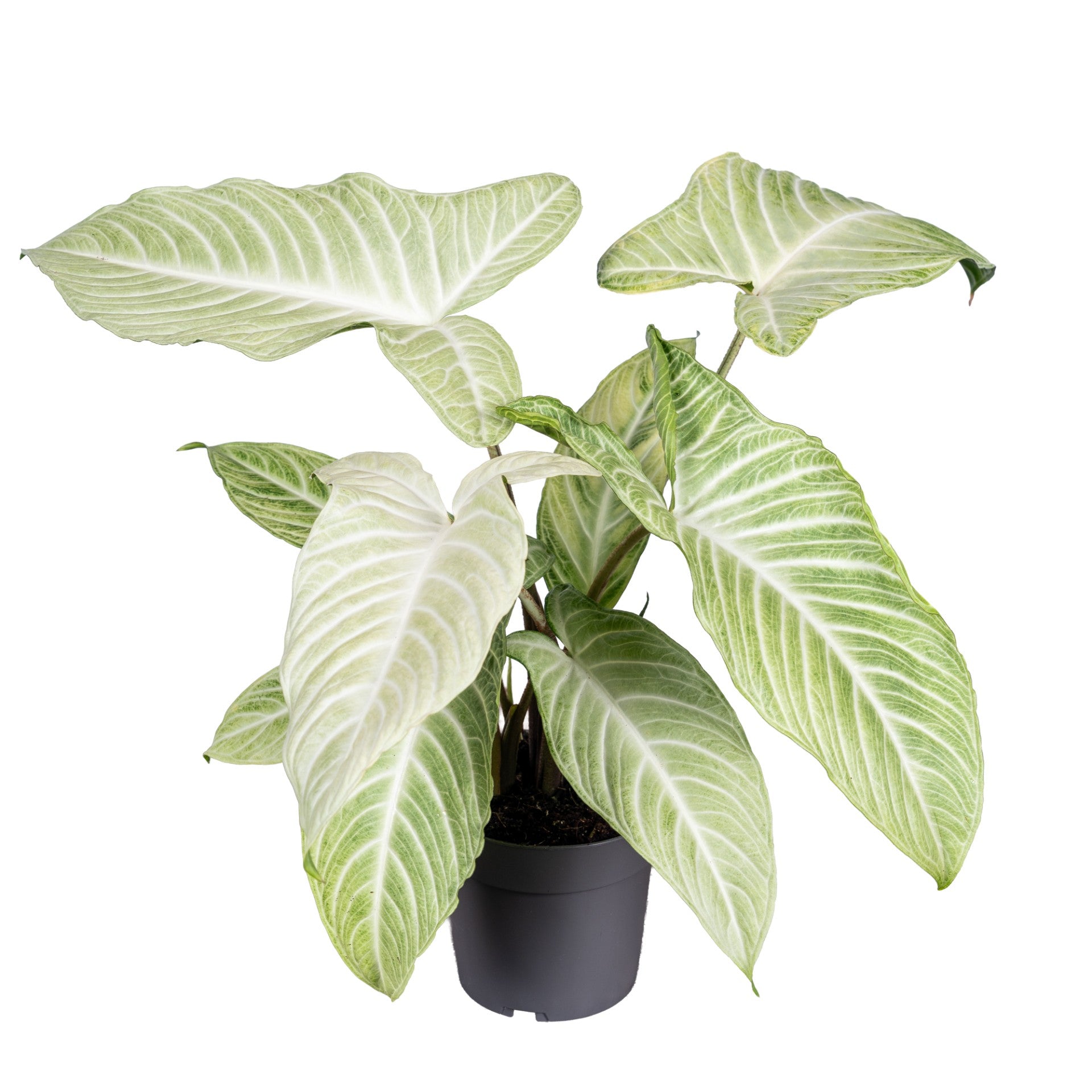 Xanthosoma 14cm Lindenii Mint - Foliage The Horti House
