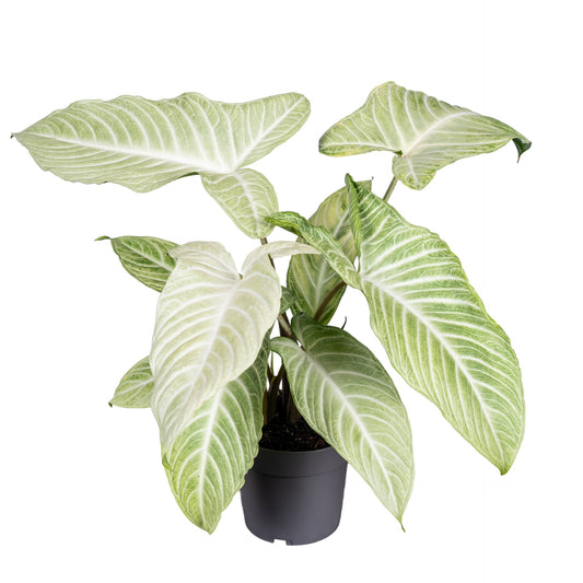 Xanthosoma 14cm Lindenii Mint - Foliage The Horti House