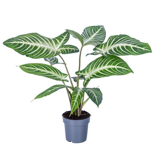 Xanthosoma 14cm Lindenii - Foliage The Horti House