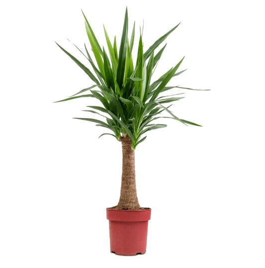 Yucca 23cm Maya - Green Plant The Horti House