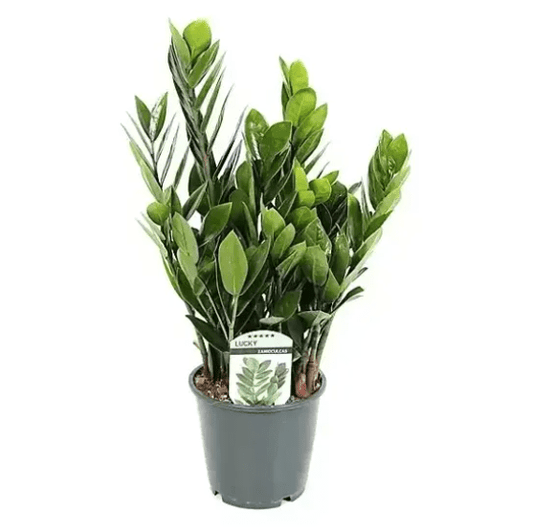 Zamioculcas 14cm Zammiifolia - Green Plant The Horti House