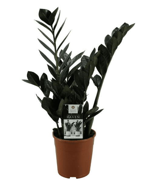 Zamioculcas 17cm Raven Zammiifolia - Green Plant The Horti House