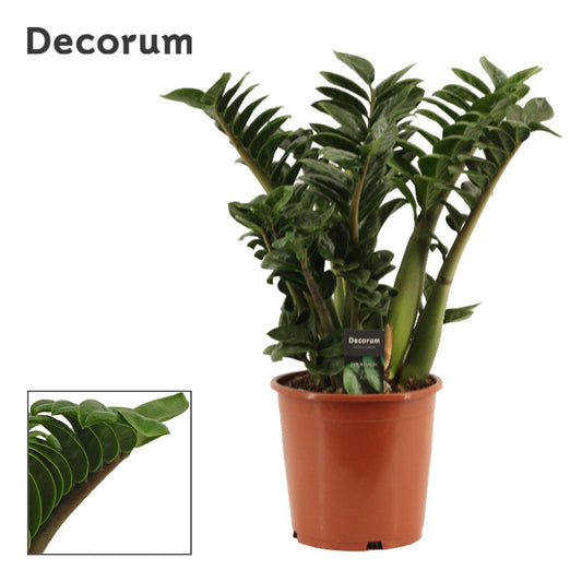 Zamioculcas 21cm Zenzi - Green Plant The Horti House