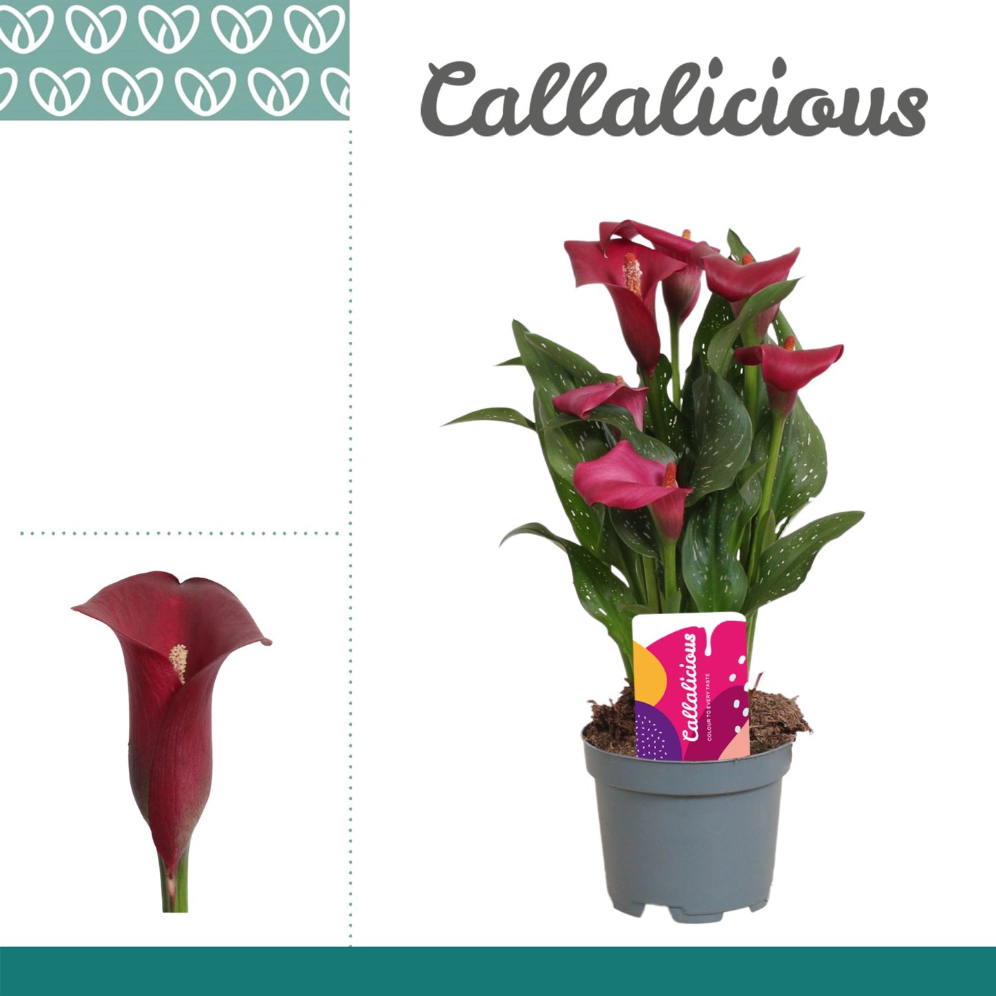 Zantedeschia 12cm Royal Valentine - Flowering The Horti House