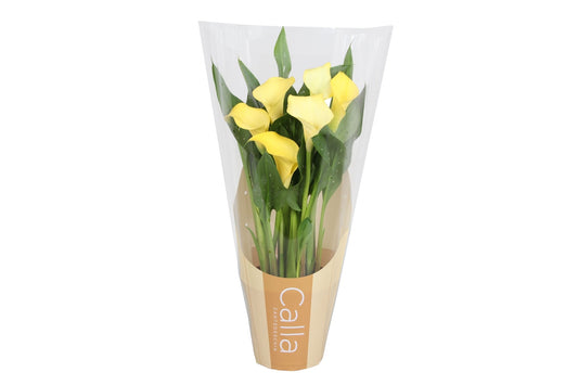 Zantedeschia 12cm Sunclub - Flowering The Horti House