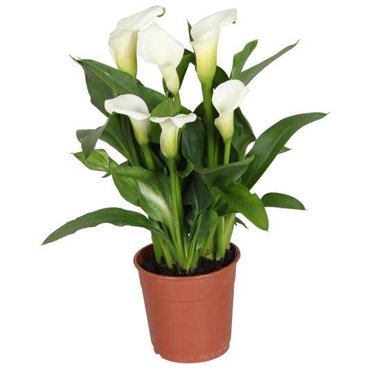 Zantedeschia 12cm Fresco - Flowering The Horti House