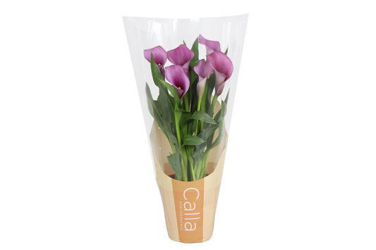 Zantedeschia 12cm Paco - Flowering The Horti House