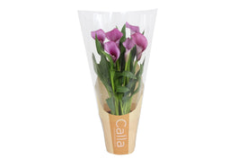 Zantedeschia 12cm Paco - Flowering The Horti House