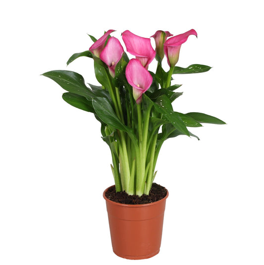 Zantedeschia 12cm Zazu - Flowering The Horti House