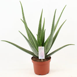 Aloe Vera 19cm - Green Plant The Horti House