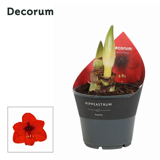 Amaryllis 14cm Red - Flowering The Horti House