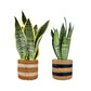 Sansevieria 12cm Mix In Basket - Green Plant The Horti House