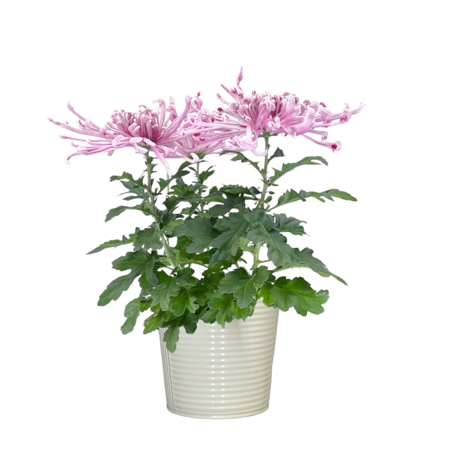 Chrysanthemum 14cm Fireworks Pink In Zinc - Flowering The Horti House
